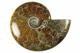 Polished Cretaceous Ammonite (Cleoniceras) Fossil - Madagascar #303893-1